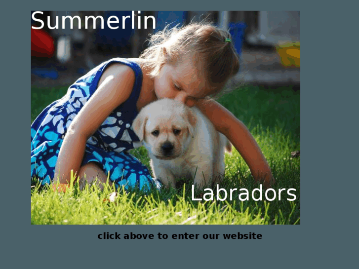 www.summerlinlabradors.com