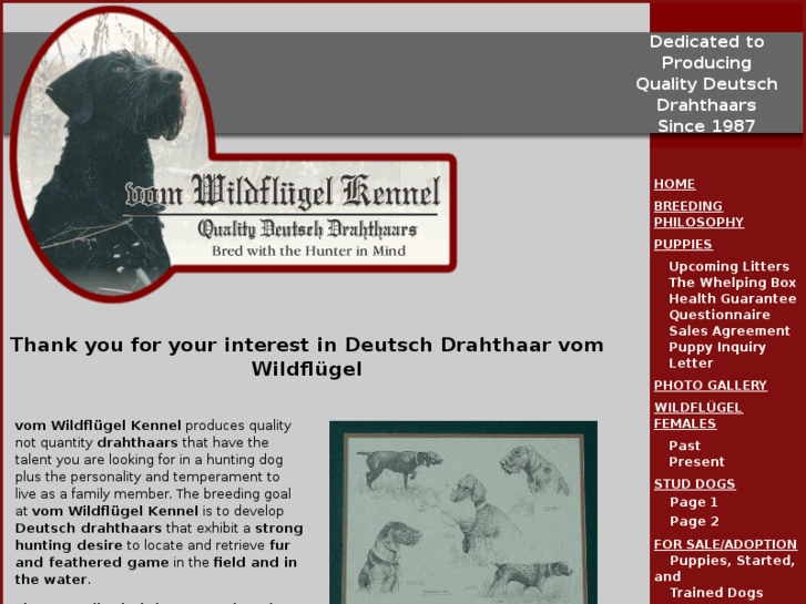 www.wildflugel-drahthaar.com