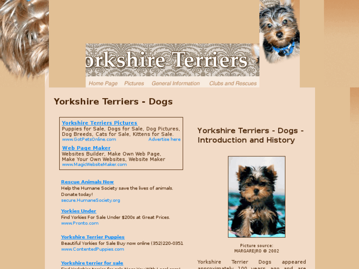 www.yorkshire-terrier-dogs.com