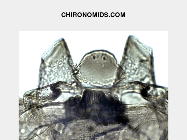 www.chironomids.com