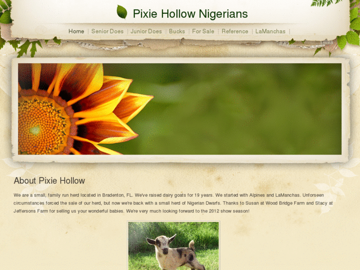 www.pixiehollownigerians.com