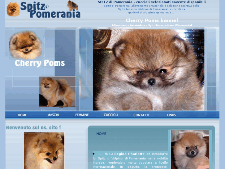 www.spitzdipomerania.com