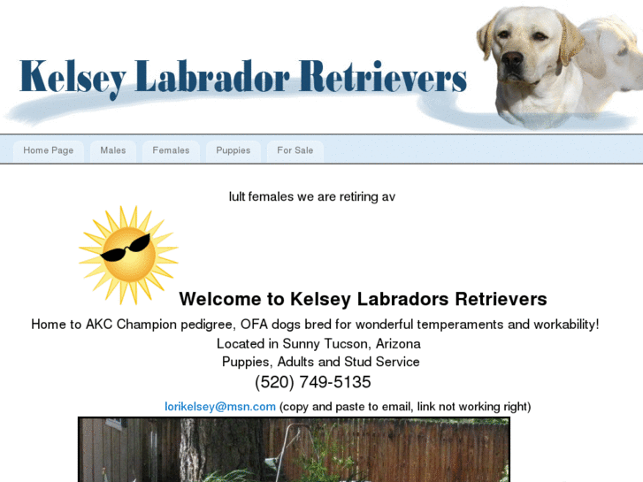 www.kelseylabradors.com