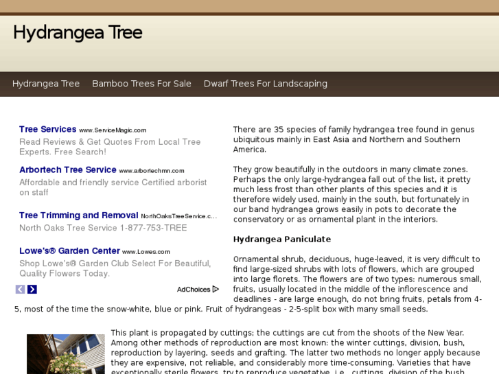 www.hydrangeatree.info