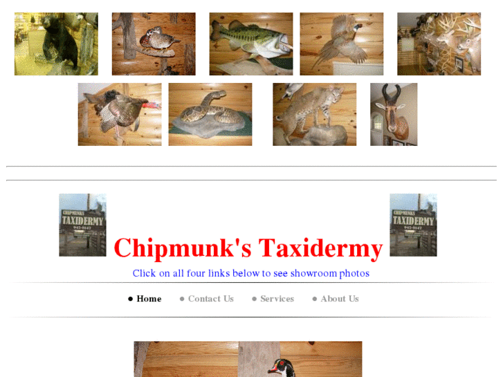 www.chipmunkstaxidermy.com