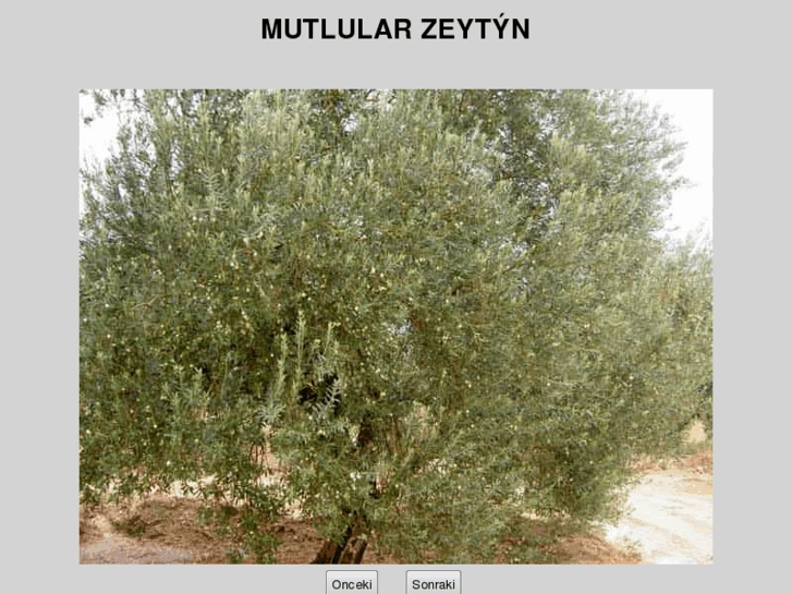 www.mutlularzeytin.com