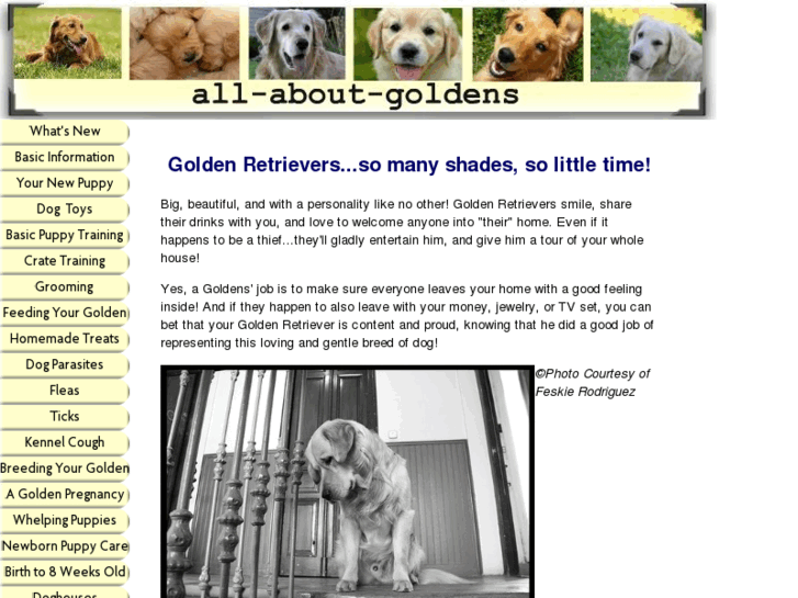 www.all-about-goldens.com