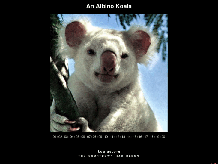 www.koalas.org