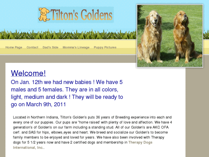 www.tiltonsgoldens.com