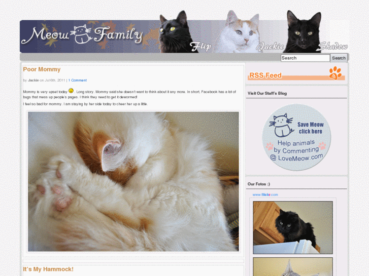 www.meowfamily.com
