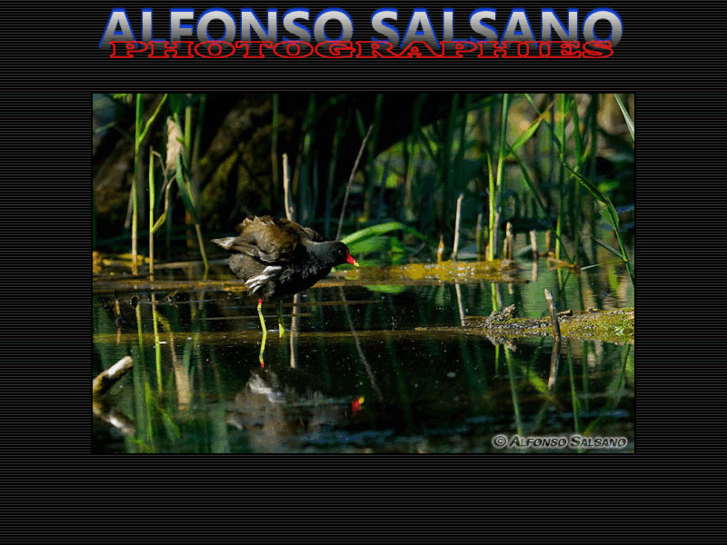 www.alfonsosalsano.com