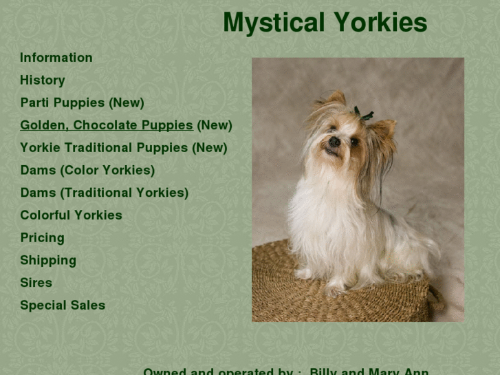 www.mysticalyorkies.com