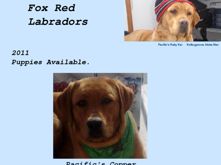 www.foxredlabradors.com