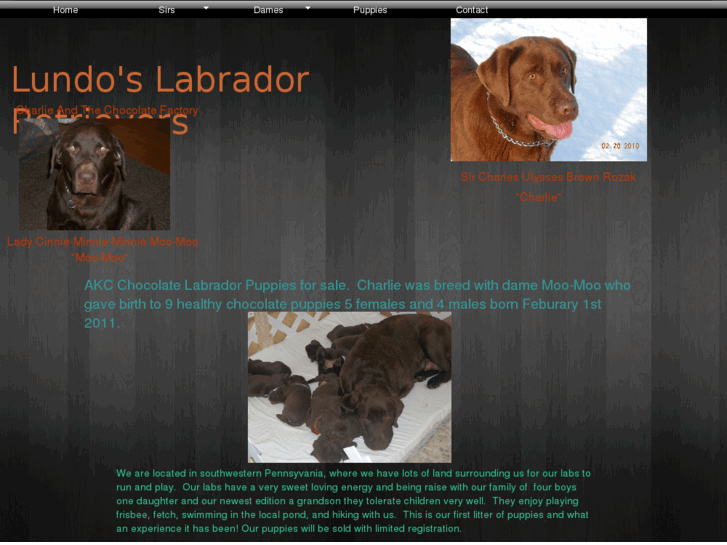 www.lundoslabradorretrievers.com