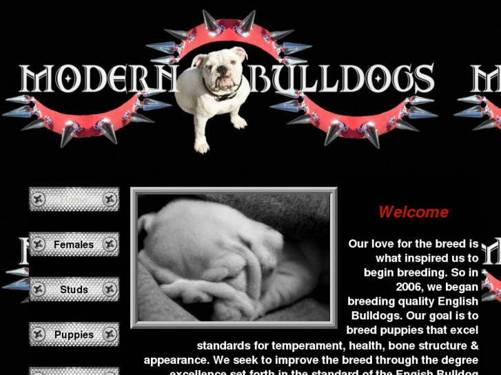 www.modernbulldogs.com