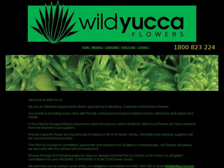 www.wildyucca.com