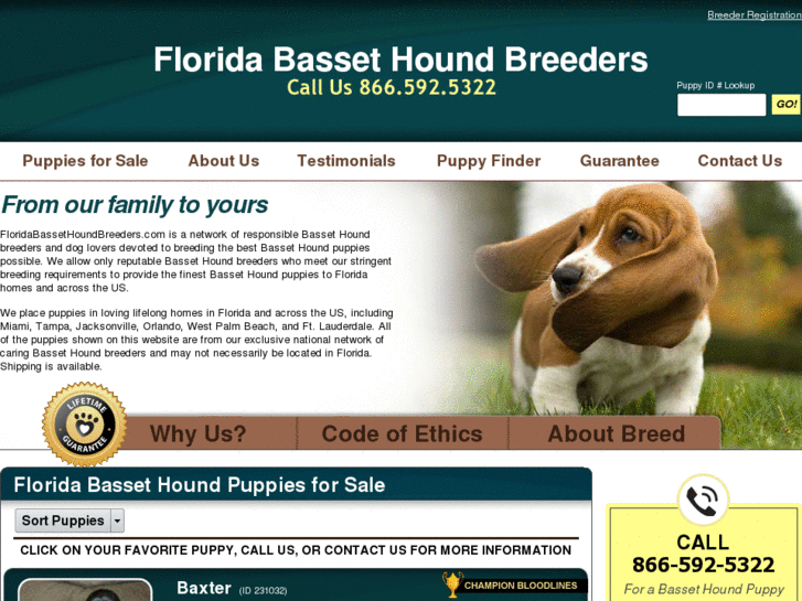 www.floridabassethoundbreeders.com