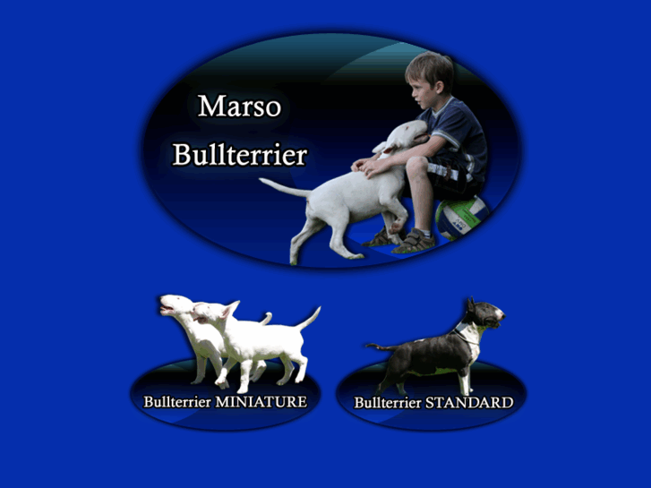 www.marso-bullterrier.com