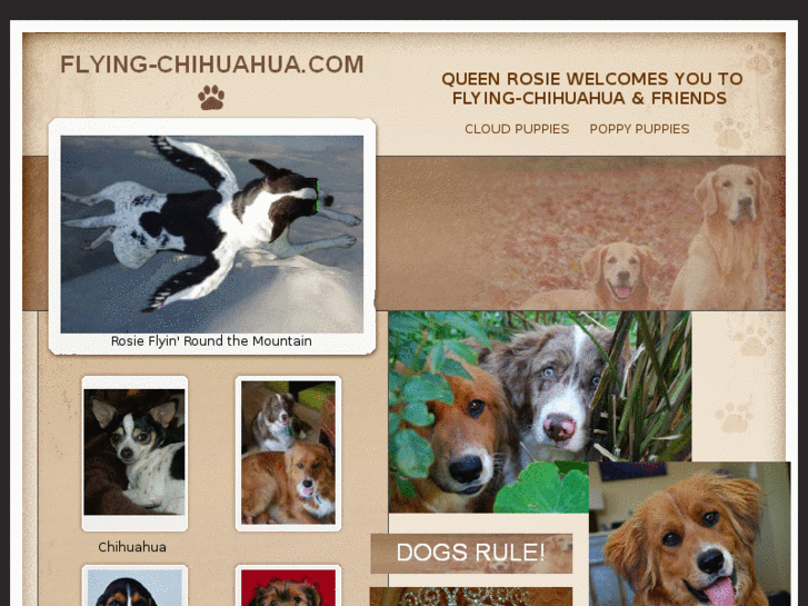 www.flying-chihuahua.com