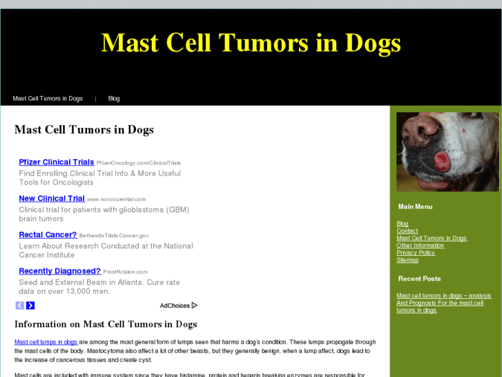 www.mastcelltumorsindogs.com