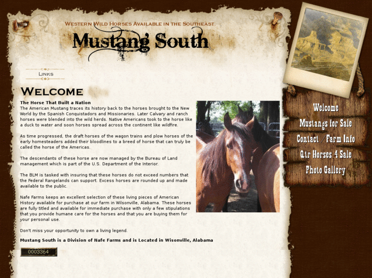 www.mustangsouth.com