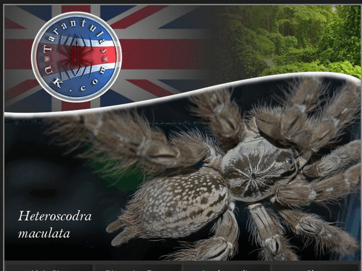 www.tarantulas-uk.com