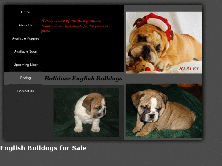 www.bulldozeenglishbulldogs.com