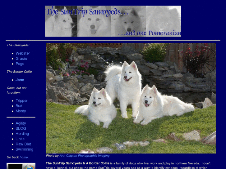 www.suntripsamoyeds.com