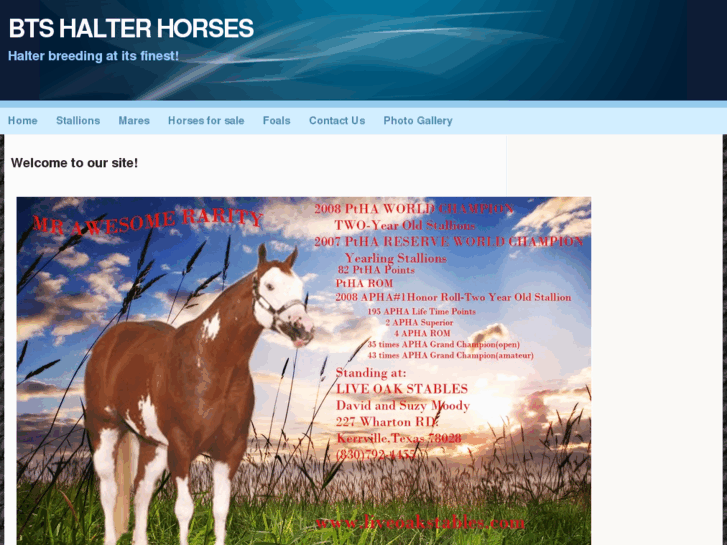 www.btshalterhorses.com