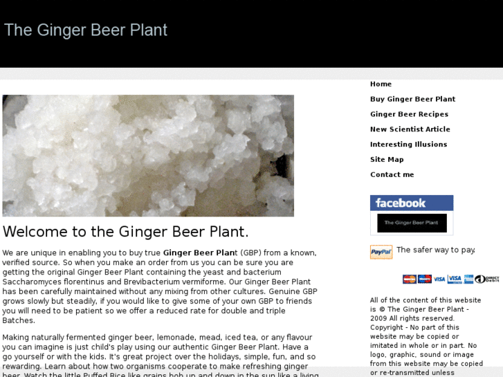 www.gingerbeerplant.net