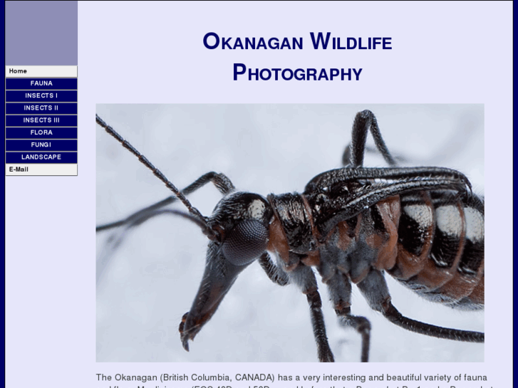 www.okanaganwildlifephotography.com