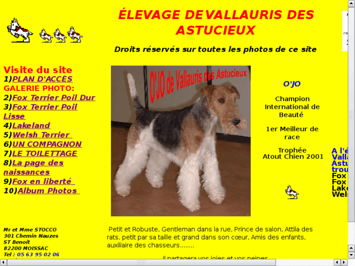 www.foxterrier-stocco.com