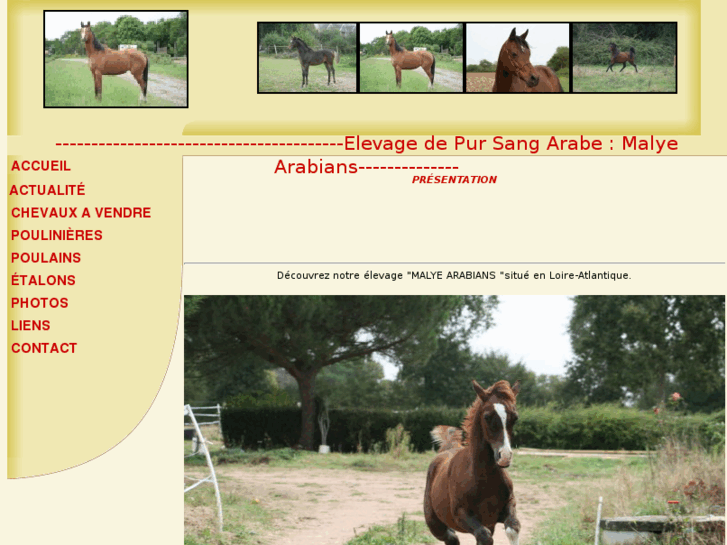 www.malye-arabians.com