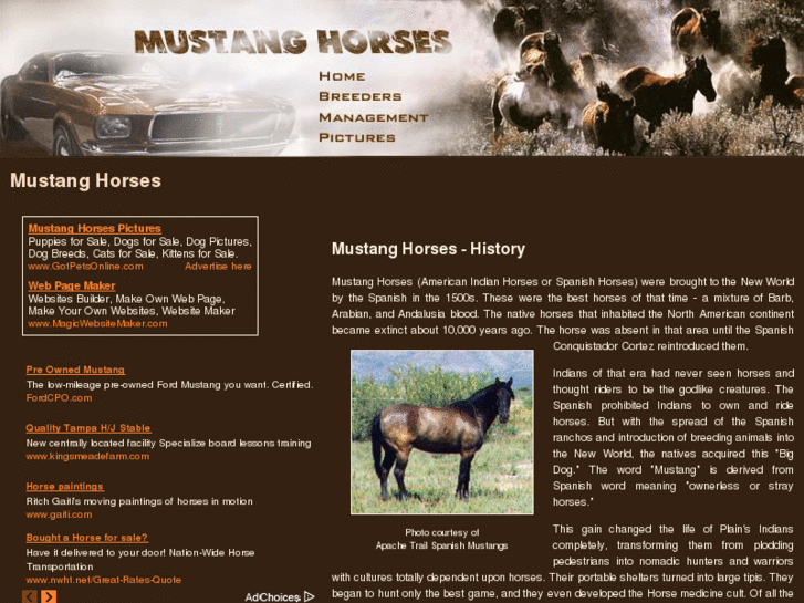 www.mustang-horses.org