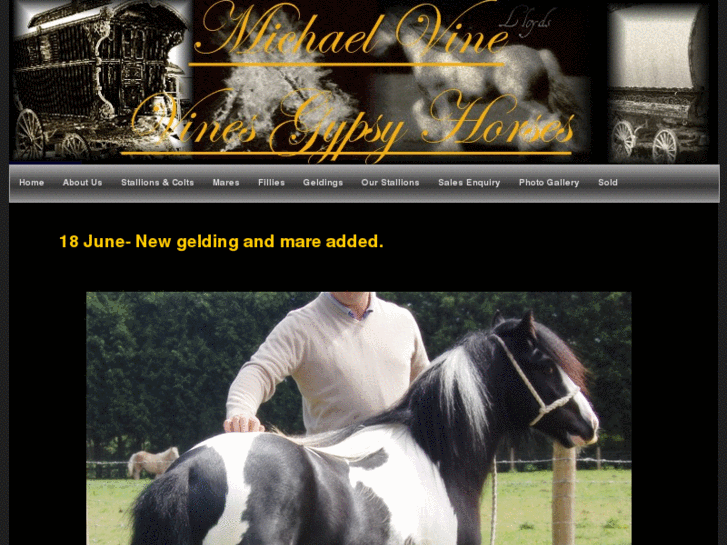 www.vinesgypsyhorses.com