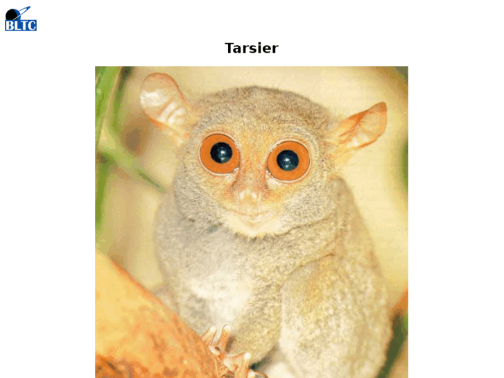 www.tarsiers.com
