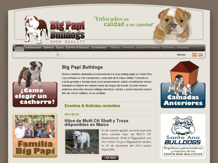 www.bigpapibulldogs.com