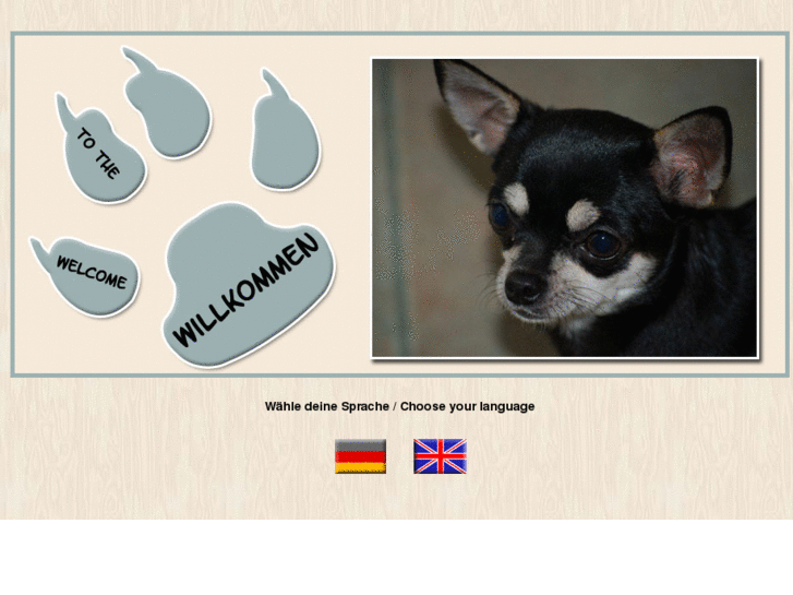 www.chihuahua-zucht.com