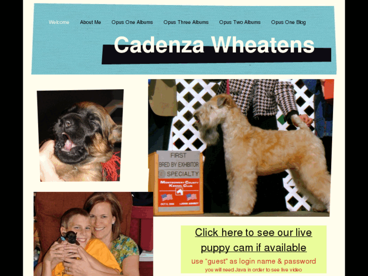 www.cadenzawheatens.com