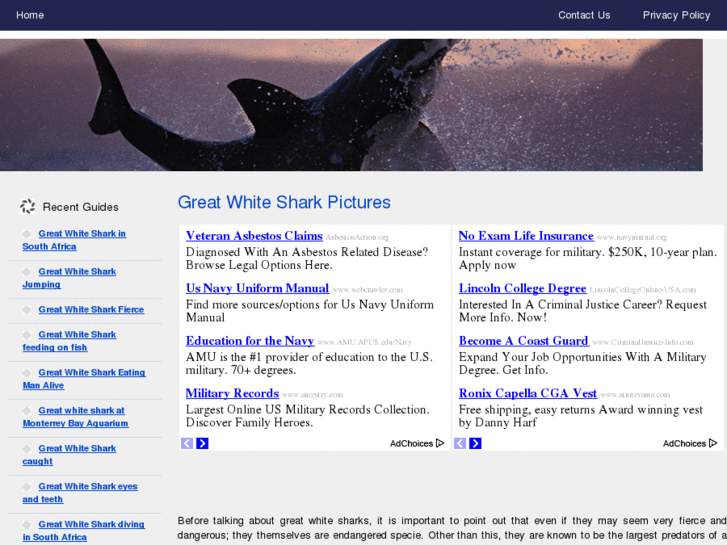 www.greatwhitesharkpictures.net