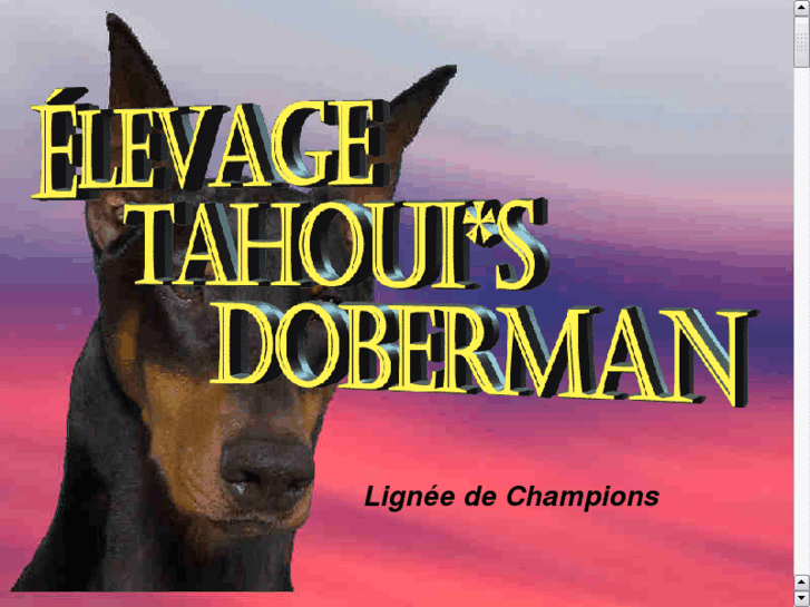 www.tahouidoberman.com