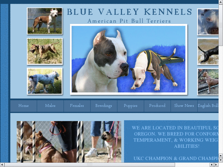 www.bluevalleykennels.com