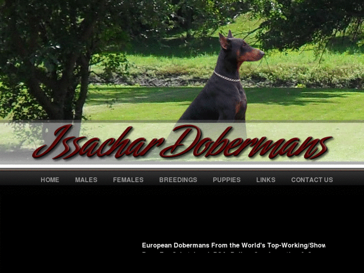 www.issachardobermans.com