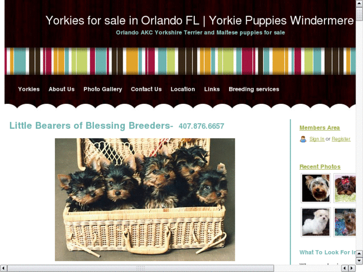 www.orlandoyorkies.com