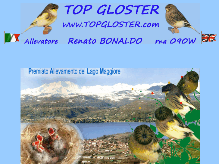 www.topgloster.com