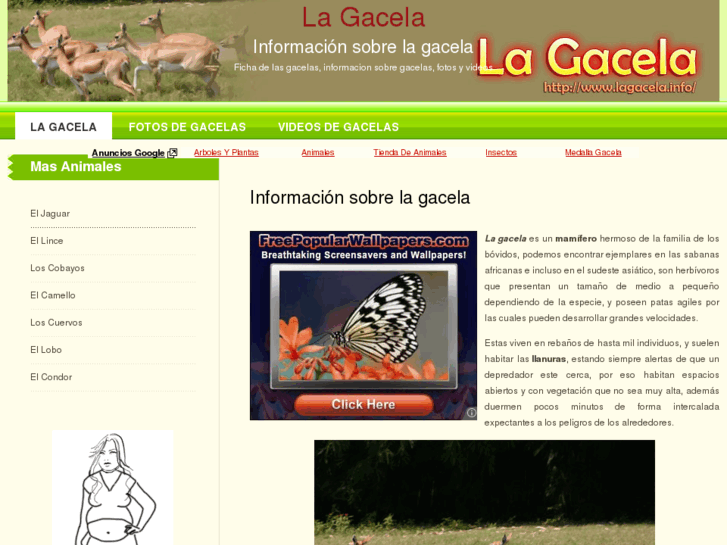 www.lagacela.info