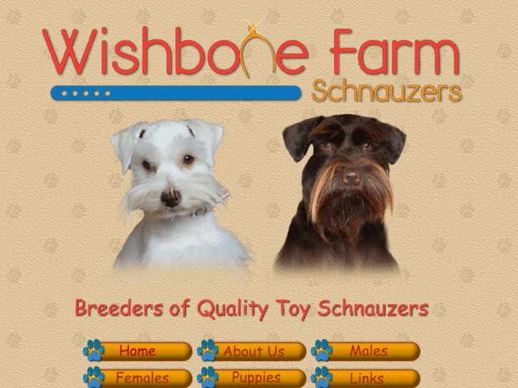 www.nctoyschnauzers.com