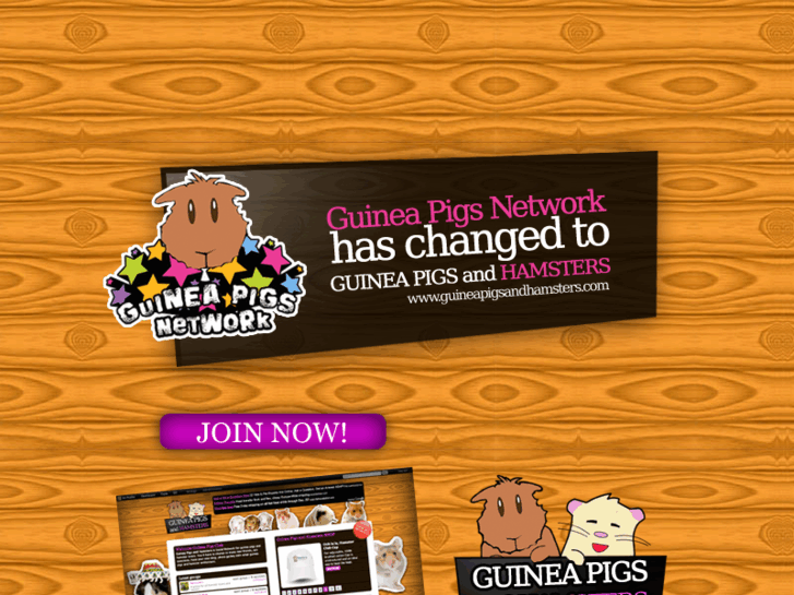 www.guineapigsnetwork.com