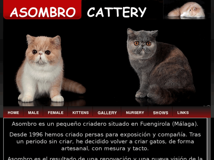 www.asombrocattery.com