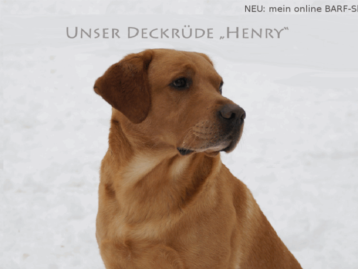 www.labradorzucht-goldenretriever.de